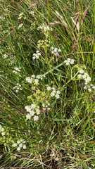 Bifora americana