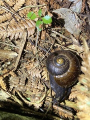 Powelliphanta traversi