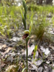 Calochilus