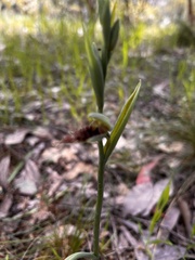 Calochilus