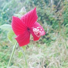Hibiscus uncinellus