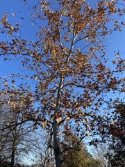Platanus
