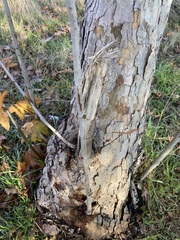 Platanus