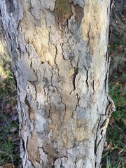 Platanus