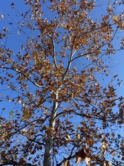 Platanus