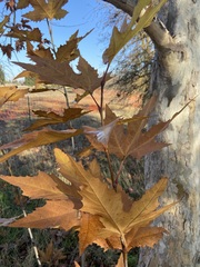 Platanus
