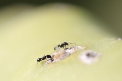 Monomorium ergatogyna