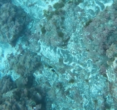 Serranus papilionaceus