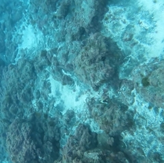 Serranus papilionaceus