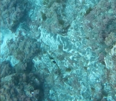 Serranus papilionaceus