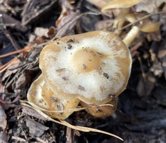 Psilocybe caerulescens