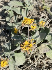 Lantana scabiosiflora