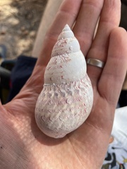 Phasianella australis