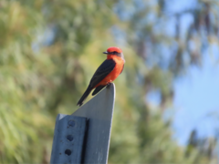 Pyrocephalus rubinus