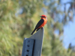 Pyrocephalus rubinus