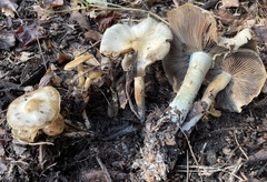 Psilocybe caerulescens