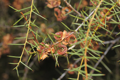 Acacia colletioides
