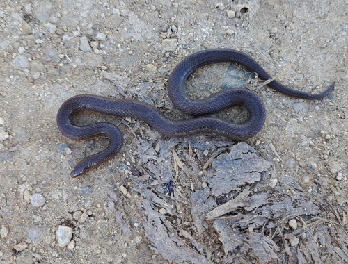 Photo of a Omoadiphas aurula (Omoadiphas aurula)