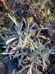 Senecio quadridentatus