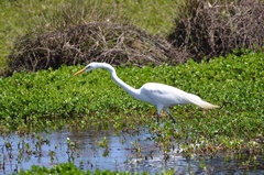 Ardea alba