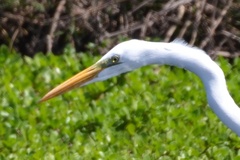 Ardea alba