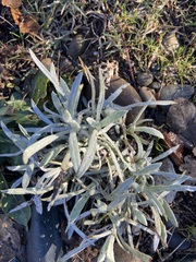 Senecio quadridentatus