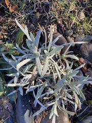 Senecio quadridentatus