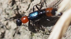 Paederus cruenticollis