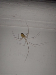 Physocyclus globosus