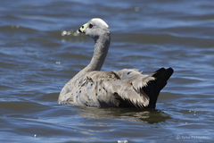 Cereopsis novaehollandiae