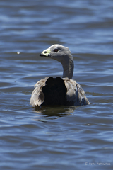 Cereopsis novaehollandiae