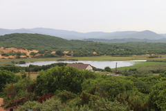 Quercus coccifera pseudococcifera