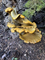 Omphalotus olivascens