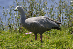 Cereopsis novaehollandiae