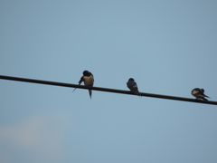 Hirundo rustica