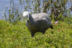 Cereopsis novaehollandiae