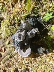 Polyozellus purpureoniger