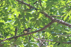 Pycnonotus sinensis hainanus