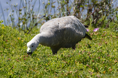 Cereopsis novaehollandiae