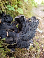 Polyozellus purpureoniger