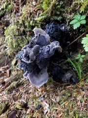 Polyozellus purpureoniger