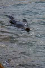 Arctocephalus