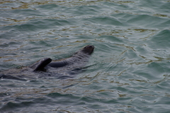 Arctocephalus