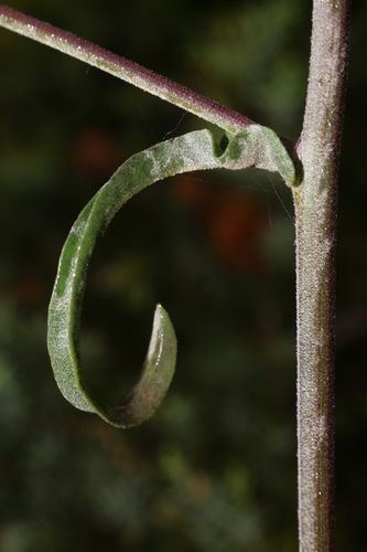 Andryala nigricans image