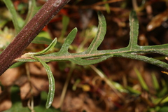 Andryala nigricans image