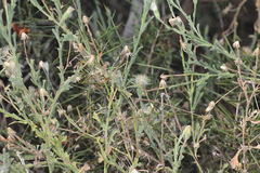 Vittadinia