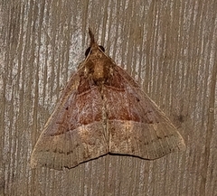 Renia discoloralis