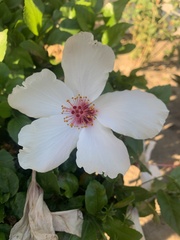 Hibiscus