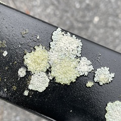 Flavoparmelia baltimorensis