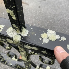 Flavoparmelia baltimorensis